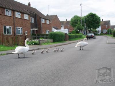 Swans and their cygnets wandering up Willow View - June 2008 [151]